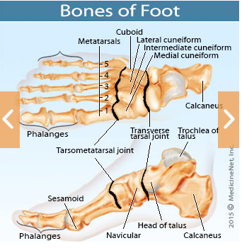 Bones of the foot